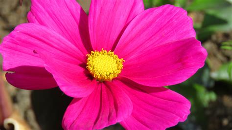 Free Images Flower Petal Pink Flora Close Up Coneflower Macro C51