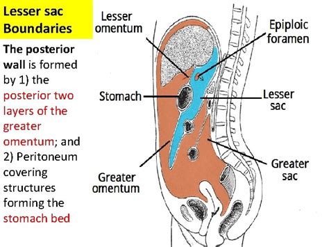 Peritoneum And The Peritoneal Cavity A Thin Membrane