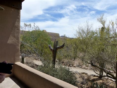 Se agregan miles de imágenes nuevas de alta calidad todos los días. Saguaro Cactus | Lee's Birdwatching Adventures Plus
