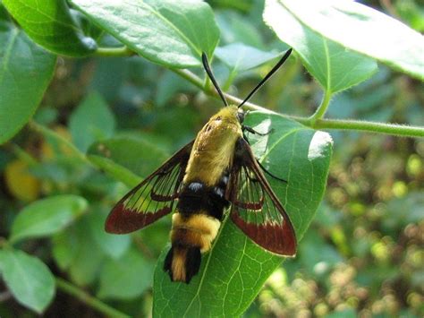 Hemaris Diffinis The Snowberry Clearwing Is A Schmetterling
