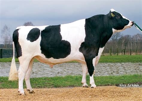 Holstein Bull Animales Bovinos Ganado Vacuno Ganado Bovino