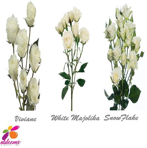 Spray Roses White Assorted 40cm Pack 60 Stems Ebloomsdirect
