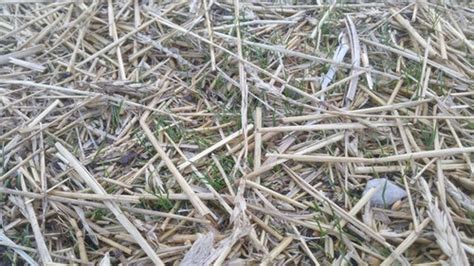 We showcase only the best homewares using grass and straw. Should I thin the straw on the new grass/ seed? (Pics)
