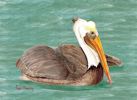 Pelican Floating Painting By Anne Beverley Stamps Fine Art America
