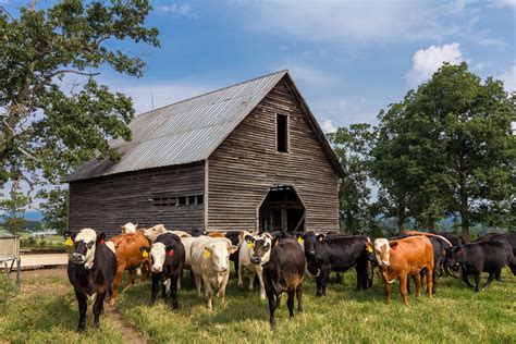 Cattle Near Barn · Free Stock Photo