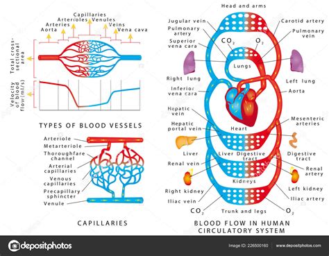 Human Bloodstream Blood Vessels Scheme Blood Flow Human Circulatory