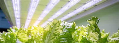 Best Vegetables To Grow With Led Grow Lights Sylvane
