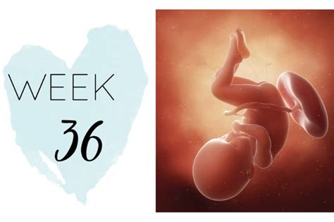 36 Weeks Pregnant Pregnancy Symptoms Ohbaby