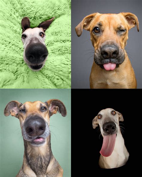 Comical Portraits By Elke Vogelsang Reveal Dogs Fleeting Emotions In