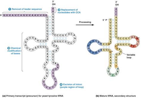 Transfer Rna And Its Biogenesis