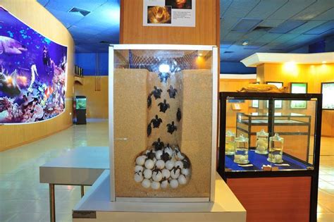 Whenever you go to terengganu, make it a point to many turtle sanctuaries have been established all over the world in an effort to reverse the decline of leatherback turtles and rantau abang is one. Rantau Abang Turtle Info Centre - Beautiful Terengganu ...
