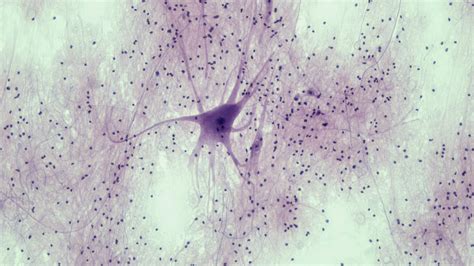 Glial Cells Neuroglia A Definition Function And Types