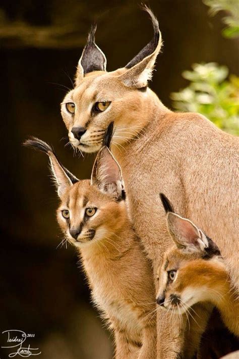 Caracals Wild Cats Animals Cute Animals