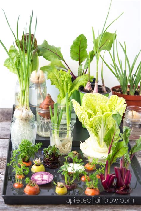 12 Best Veggies And Herbs To Regrow From Kitchen Scraps A Piece Of Rainbow