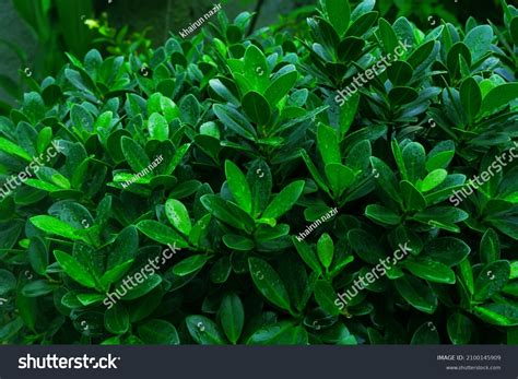 Ficus Annulata Blume Close Stock Photo 2100145909 Shutterstock