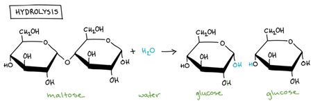 Biological Molecules - Revision Cards in A Level and IB ...