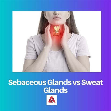 Difference Between Sebaceous Glands And Sweat Glands