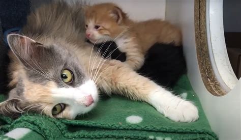 You Can Be A Surrogate Parent For Mothers Day And Foster A Shelter