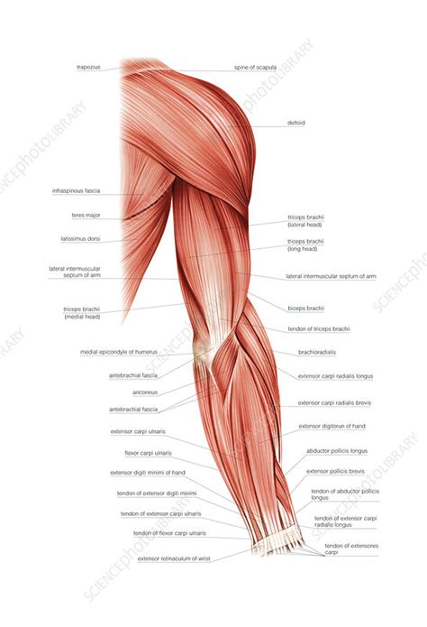 The shoulder must be flexible for the wide range of motion required in the arms and hands and also strong enough to allow for actions such as lifting, pushing and pulling. Muscles of right upper arm, artwork - Stock Image - C020/7496 - Science Photo Library
