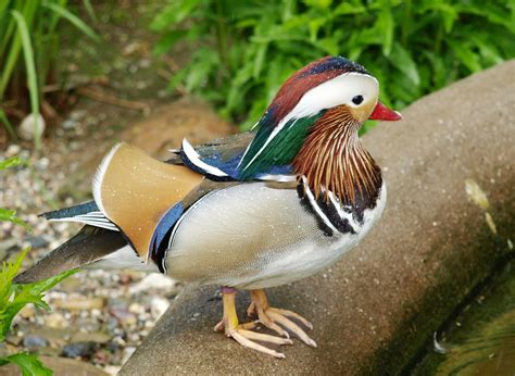 Download Free Photo Of Mandarin Ducksduckornamental Duckbirdaix