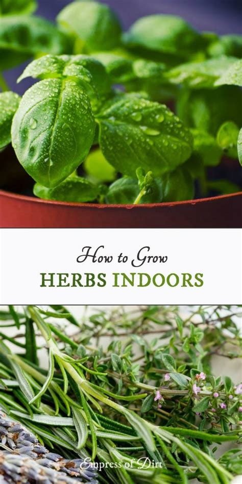 Even so, they'll still be full of continue to prune as the plant gets bushier, being sure to pinch off any flowers that appear. Growing Herbs Indoors | Printable - Empress of Dirt