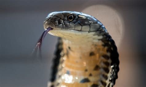 King Cobra And Giant Python Literally Fight To The Death Of Both Lethal