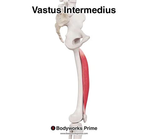 Vastus Intermedius Muscle Anatomy Bodyworks Prime