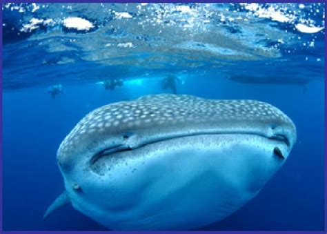 Witness The Majestic Whale Sharks Of Puerto Aventuras An Unforgettable Experience Balisharks Com
