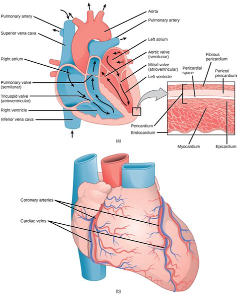 The following diagram summarises the structural differences between different types of blood vessels. Mammalian Heart and Blood Vessels · Biology