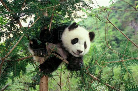 Giant Panda Cub Climbs A Tree Wolong Valley Sichuan Province China