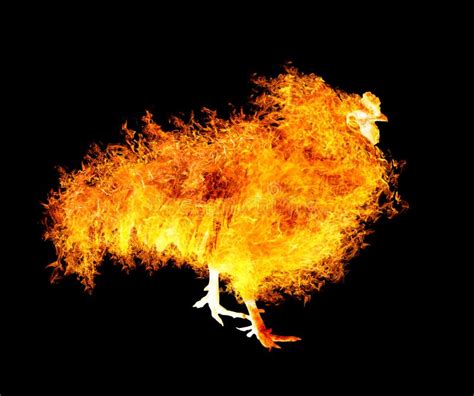 Flame Flying Dove Isolated On Black Stock Photo Image Of Animal
