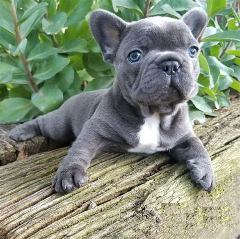 33 Teacup Puppy French Bulldog Photo Bleumoonproductions