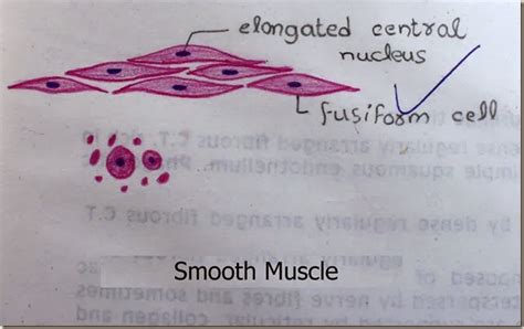 Can anyone find me a label diagram of a smooth muscle cell? Histology Slides Database: January 2014