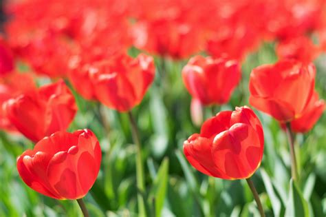 Possible languages include english, dutch, german, french, spanish, and swedish. Tulipes aux Pays-Bas : où voir des champs de tulipes en ...