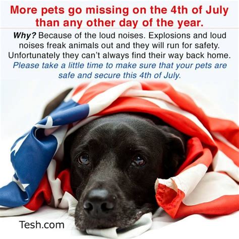 Five Safety Tips For Your Pets This Fourth Of July