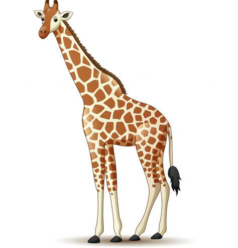 Une girafe avec son visage innocent et son grand cou est très facile à dessiner. Dessin De Girafe - Dessin et Coloriage