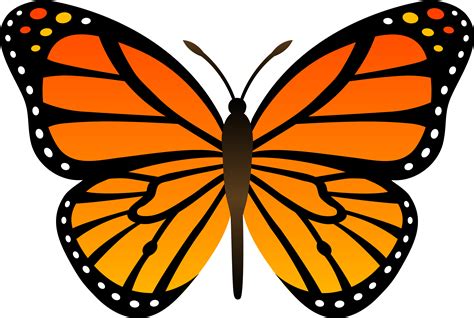 Monarch Butterfly Cartoon