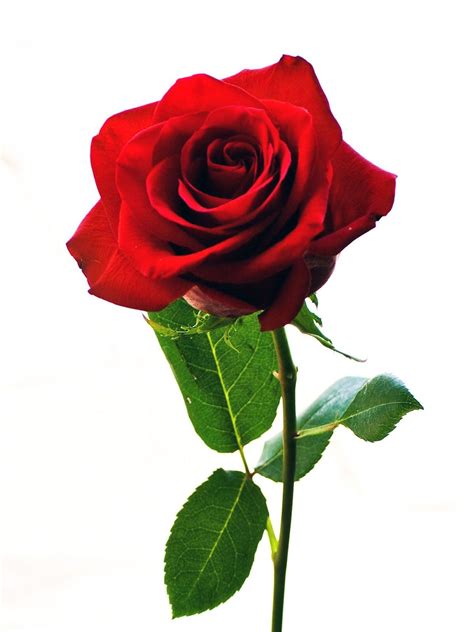 Bunga Mawar Merah Wallpaper Free Image Download