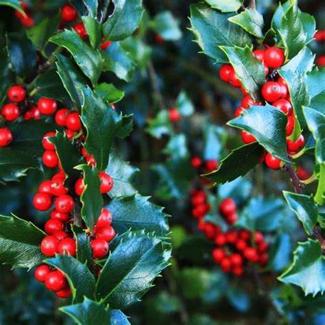 China® Girl Holly For Sale Online The Tree Center
