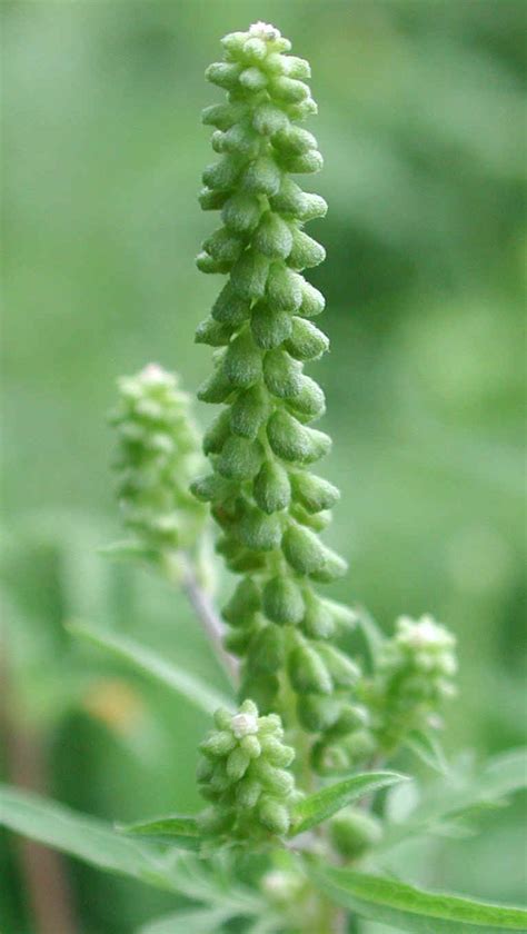 These weeds are particularly noted for producing pollen which people with hay fever are allergic to. Ragweed, Common (Ambrosia artemisiifolia) - 07 - Wild ...