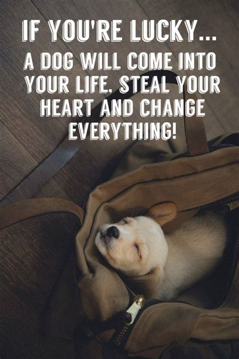 18 Heart Warming Dog Quotes About Life And Love Fallinpets