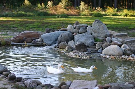 Raised duck pond then drain the water to use in the garden! View from my dream patio | Duck pond, Dream patio, Ponds ...