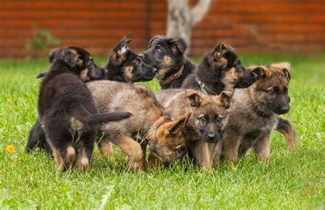 German Shepherd Wolf Mix Breed Information Pictures And Price All