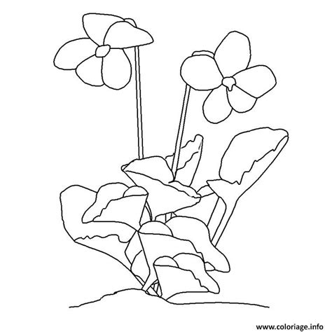 Većina ih je nađena na sjevernoj hemisferi, ali postoje i predstavnici violâ (ljubicâ, maćuhicâ) nađeni u odatle veoma udaljenim područjima, kao što su havaji, australazija i lanac anda. Coloriage Fleur Violette dessin