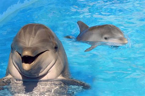 Name Sea Life Parks New Baby Dolphin Win A Free Trip To Hawaii