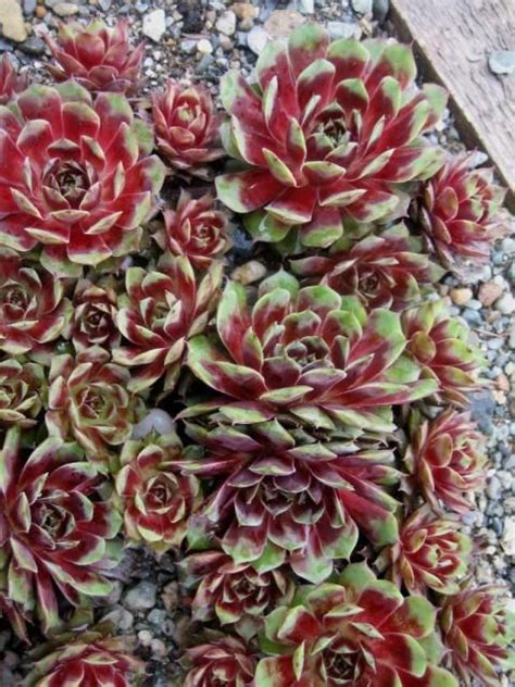 Exploring The Beauty And Benefits Of Sempervivum Plant A Guide