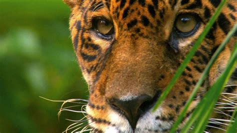 Wild Amazon HD - National Geographic Documentary - YouTube