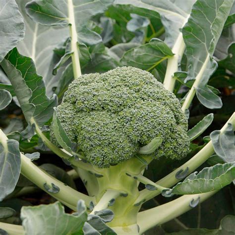 Learn the best fruits and vegetables for cats, including which ones should be cooked, and other helpful tips. Broccoli Monclano (22) - Broccoli Plants - Vegetable ...
