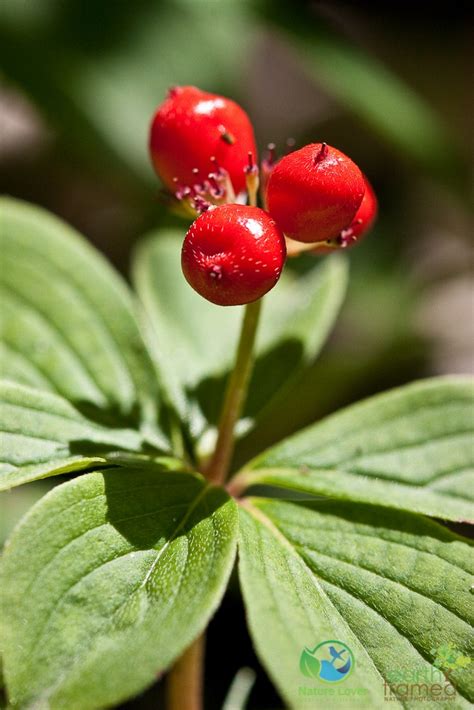 Identifying Wildflowers: Canadian Bunchberry (native)