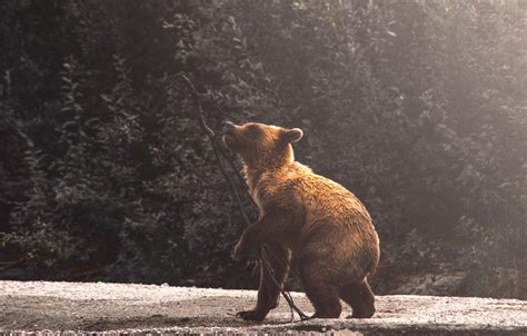 We Are Killing Bears Rossland Telegraph